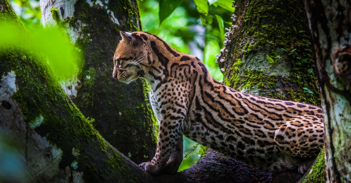 Unveil the mysteries of the Amazon Region in Ecuador