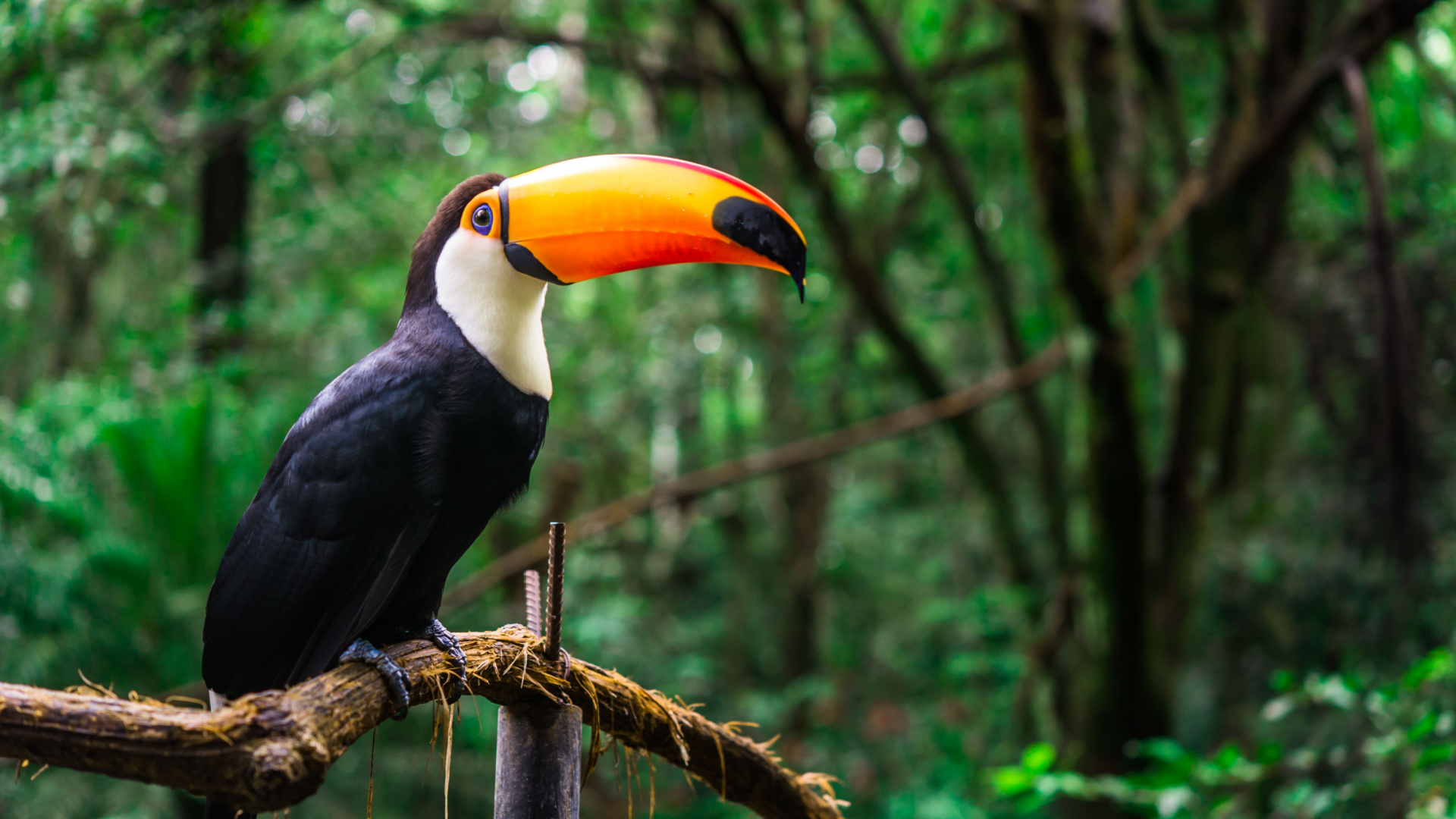 Amazon river: Fauna and flora