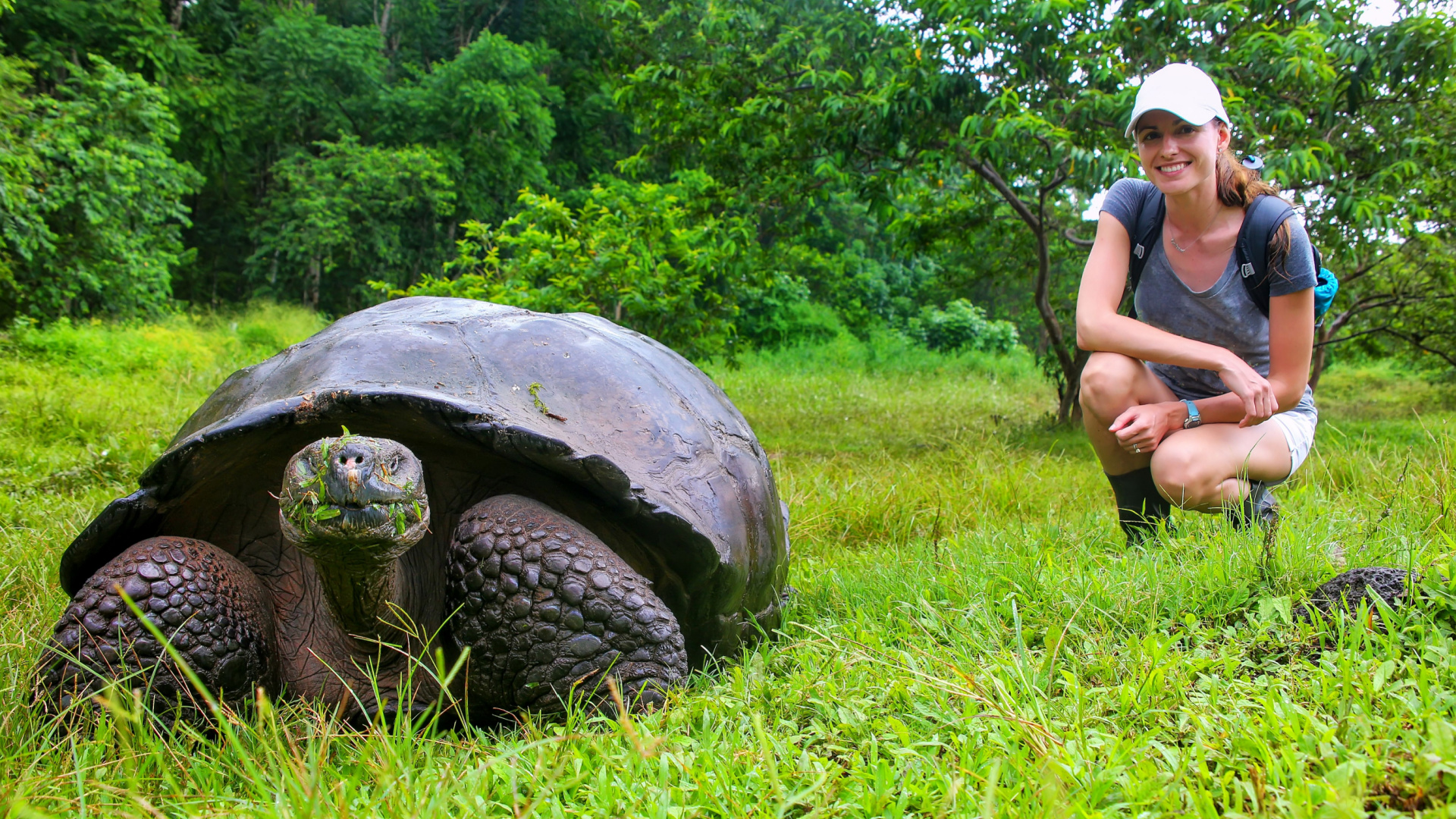 Galápagos turtle: preserving the unique ecosystems